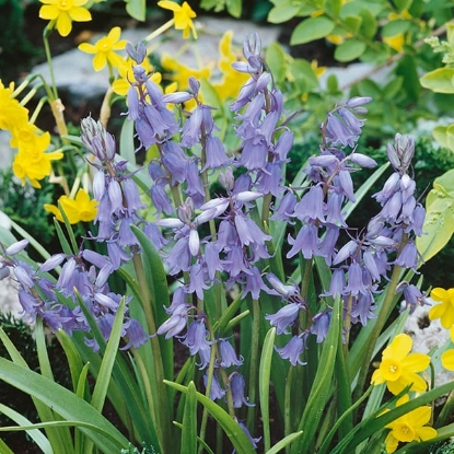 Picture of Scilla (Bluebell) - Endymion Nonscripta